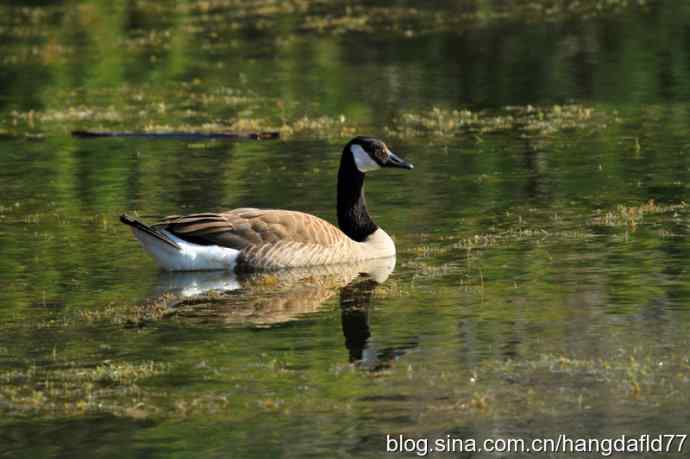美国鸟类摄影——春池雁丽