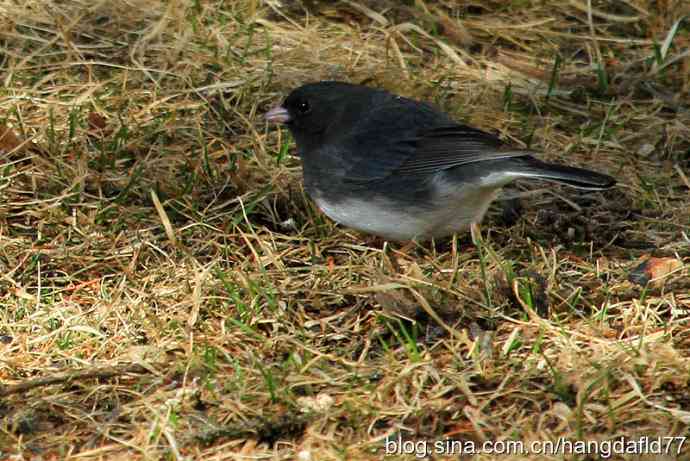 灰蓝色灯心草雀