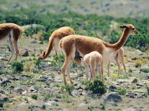 麒麟：传说的兽原型探秘（叉角羚）