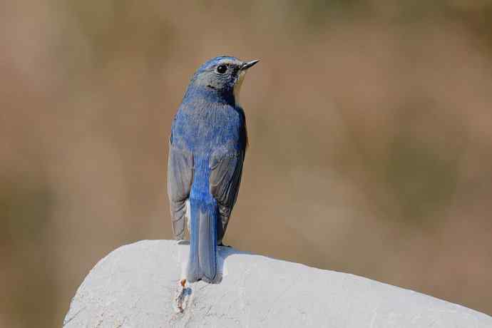 北植的红胁蓝尾鸲