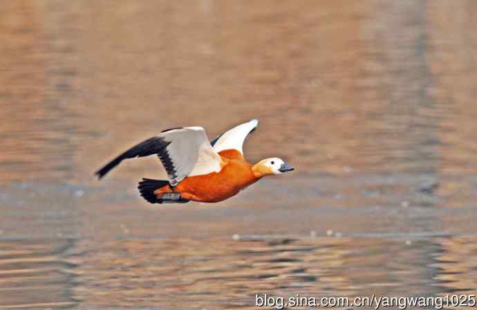 赤麻鸭（抓拍）