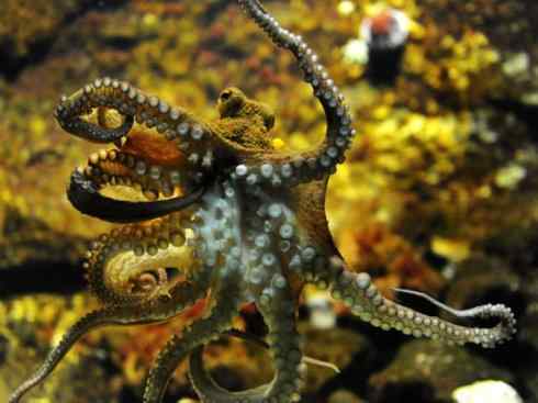 自然奇观:动物大迁徙(乌贼) 自然奇观:动物大迁徙(乌贼)