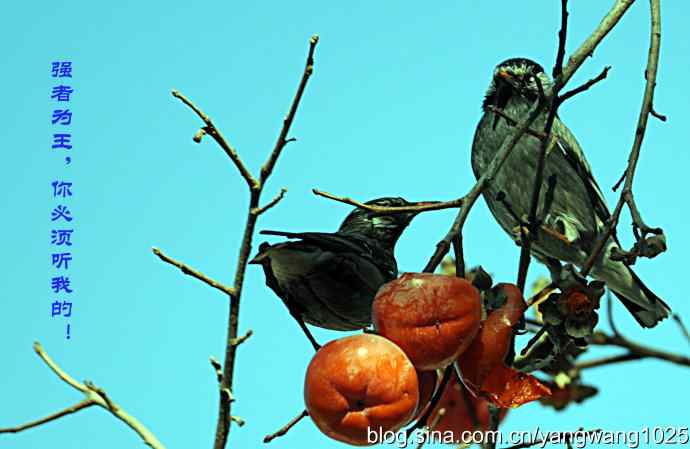 图片故事（抓拍）