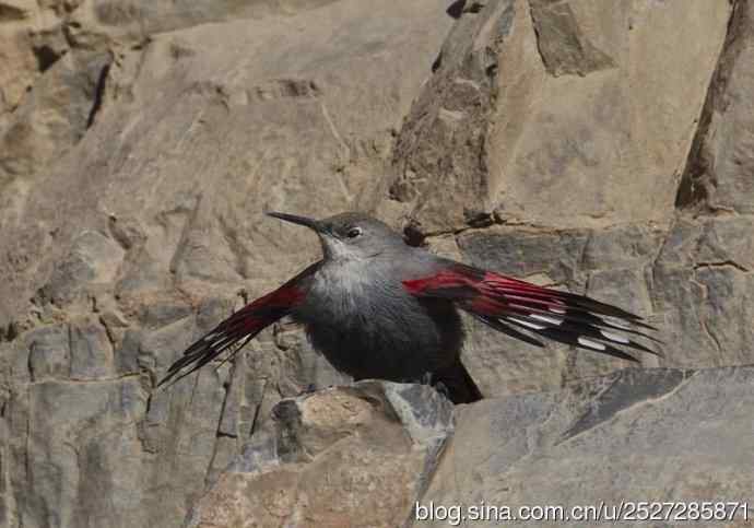 北京野鸟摄影——红翅悬壁雀
