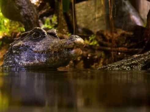 龙：传说的兽原型探秘（短吻鳄类）