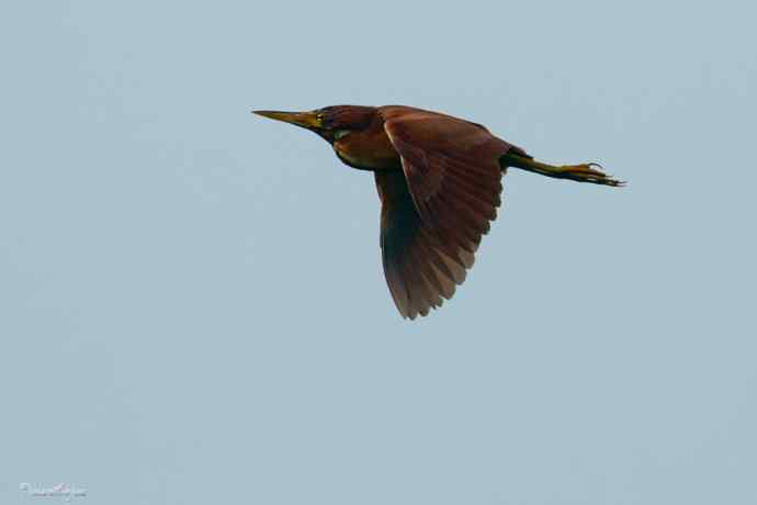 捉泥鳅的栗苇鳽