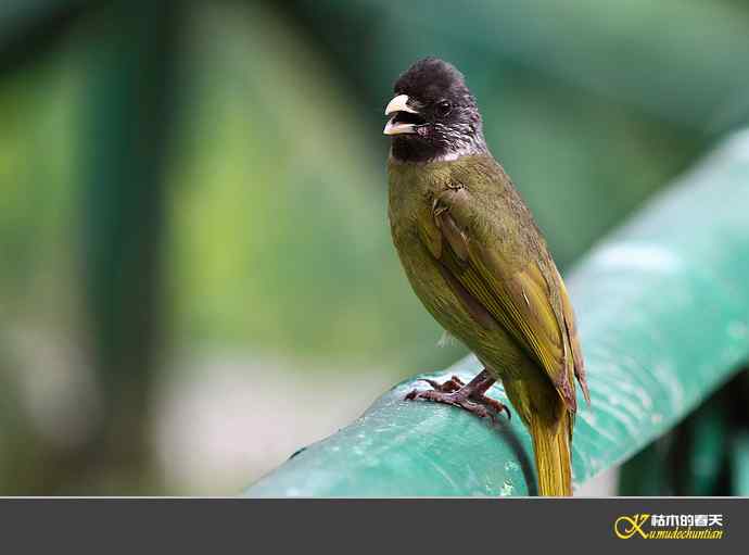 领雀嘴鹎【照片】