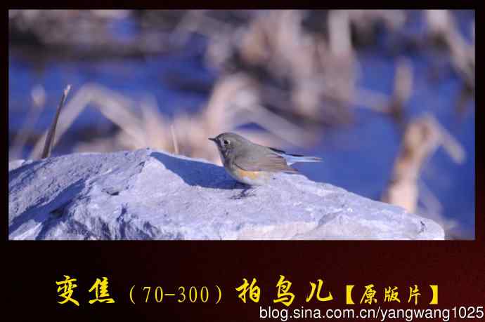 北京奥森公园的鸟类——变焦（70-300）拍鸟儿【原版片】