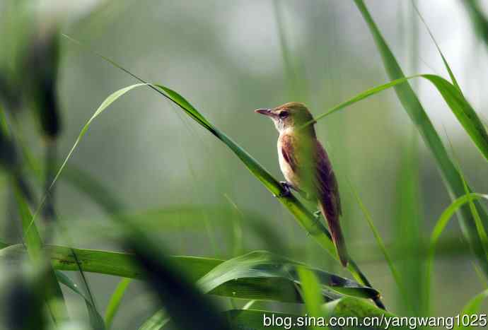 东方大苇莺