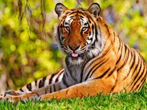 白虎：传说的兽原型探秘（孟加拉虎）