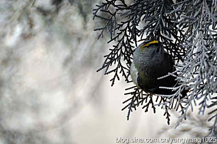 柏树丛中的戴菊 wbr2