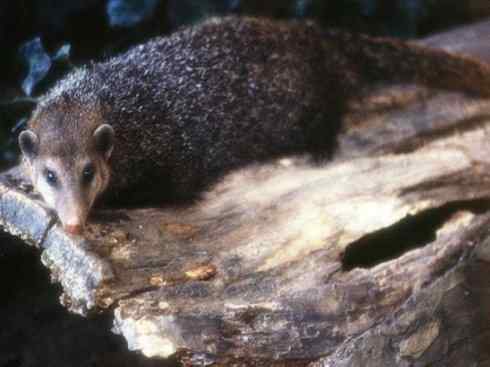 动物世界:山寨还是原创之十一 动物世界:山寨还是原创之十一