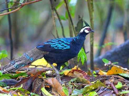 凤凰：传说中的鸟原型探秘（孔雀雉）