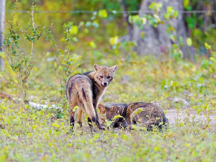 犬科：狐亚科食蟹狐属之食蟹狐