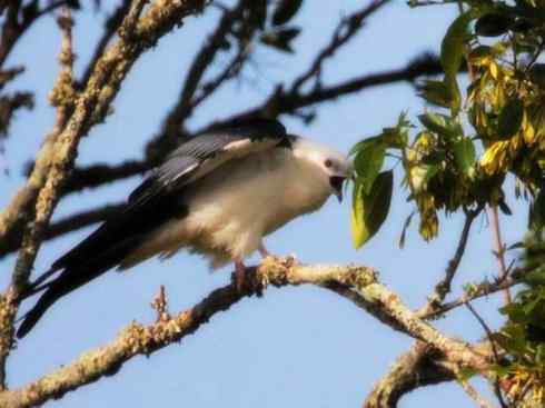 白头鸟系列：另类的美丽（燕尾鸢）