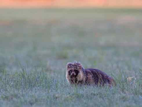 犬科:犬亚科犬属之貉 犬科:犬亚科犬属之貉