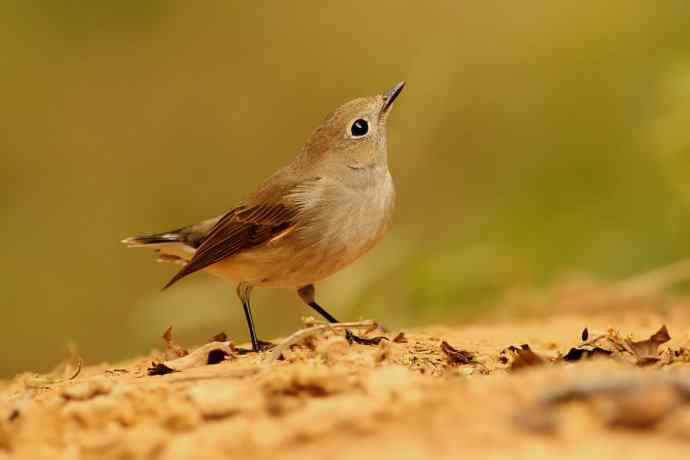 【综合】蓝歌邀宠 wbr五喉闹秋