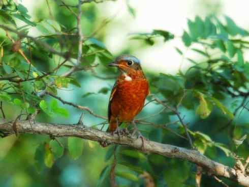 美丽无罪:雀鸟之矶鸫 美丽无罪:雀鸟之矶鸫