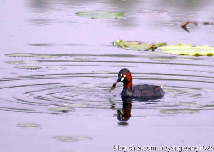早餐 wbr鈥斺斝t捕鱼纪实 早餐 wbr鈥斺斝t捕鱼纪实
