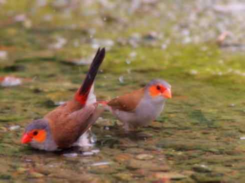 家禽驯化之源之二十一