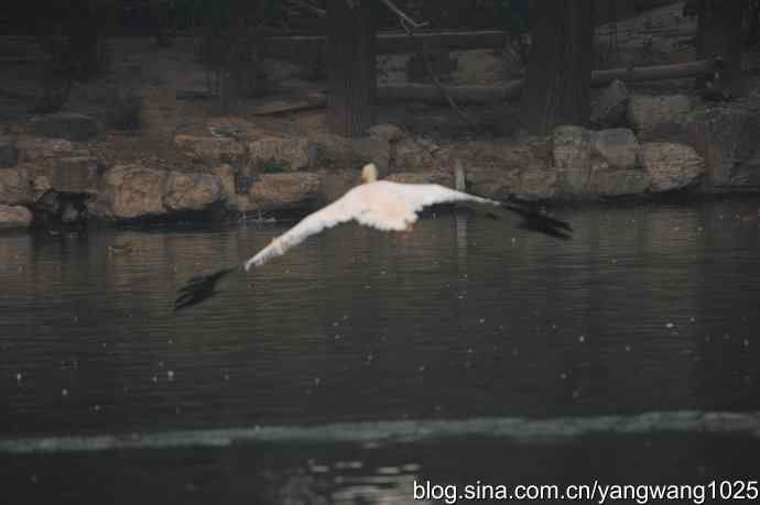 再拍鹈鹕 wbr11 再拍鹈鹕 wbr11