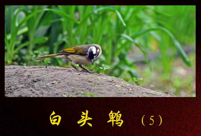 北京天坛公园的鸟类——白头鹎（5）