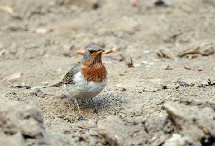 随走随拍（赤颈鸫）