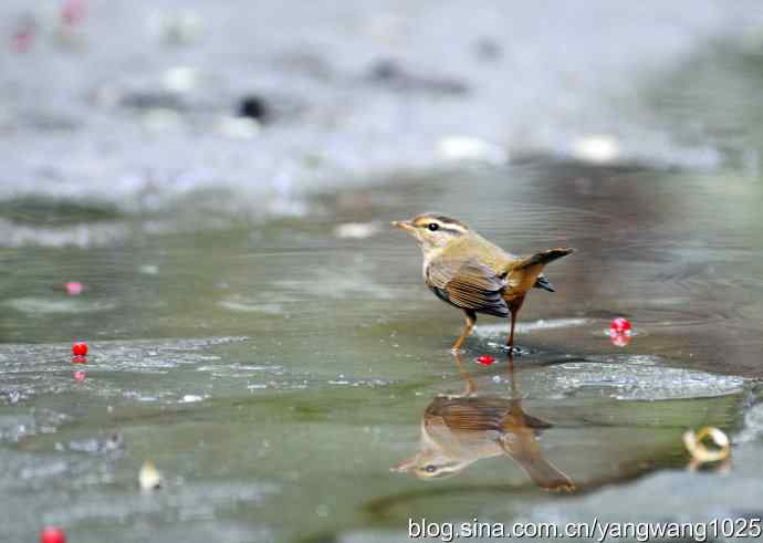 洗浴中的褐柳莺