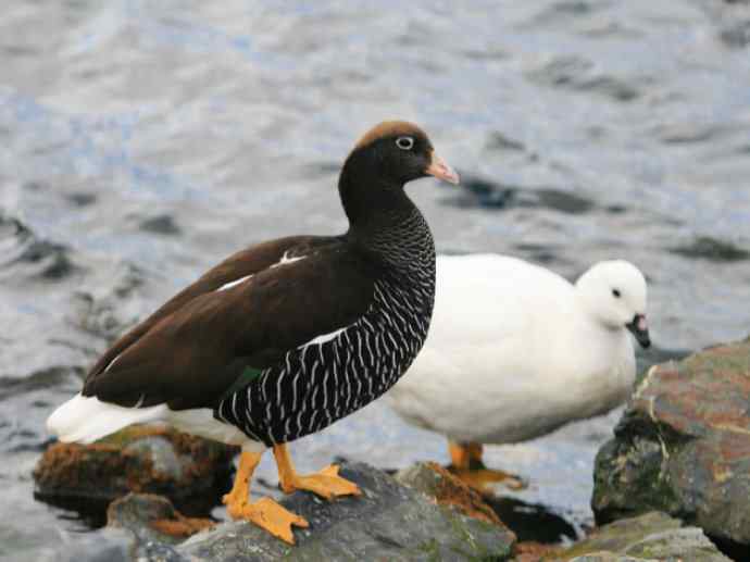 犬科：狐亚科伪狐属之高地狐、河狐、秘鲁狐