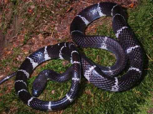 龙：传说的兽原型探秘（游蛇类）