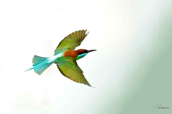 湖北大悟的蓝喉蜂虎 湖北大悟的蓝喉蜂虎