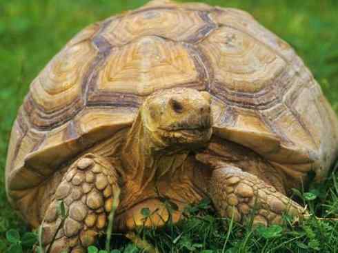 玄武：传说的兽原型探秘（象龟）