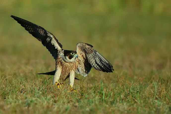 亮翅（秋阳下的游隼）