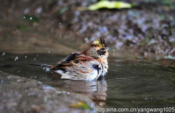 洗浴中的黄喉鹀