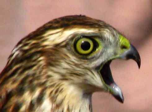 美国鸟类摄影——鹰视眈眈