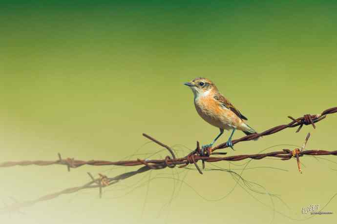 野鸭湖的黑喉石鵖（ji）