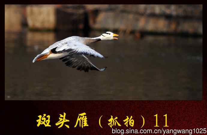 北京动物园的鸟类——斑头雁（抓拍）11
