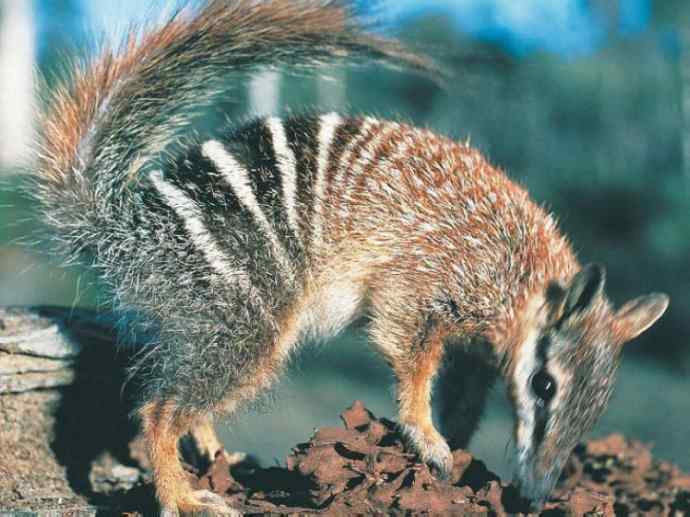 盘点十二大著名食蚁动物:袋食蚁兽 盘点十二大著名食蚁动物:袋食蚁兽