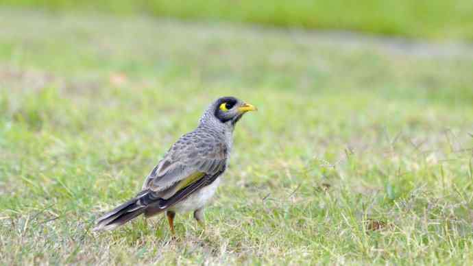澳洲拍鸟鈥斺斘薮Σ辉诘暮诙羁笪勰 澳洲拍鸟鈥斺斘薮Σ辉诘暮诙羁笪勰