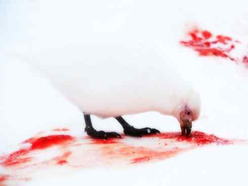 奇特的盔：白鞘嘴鸥