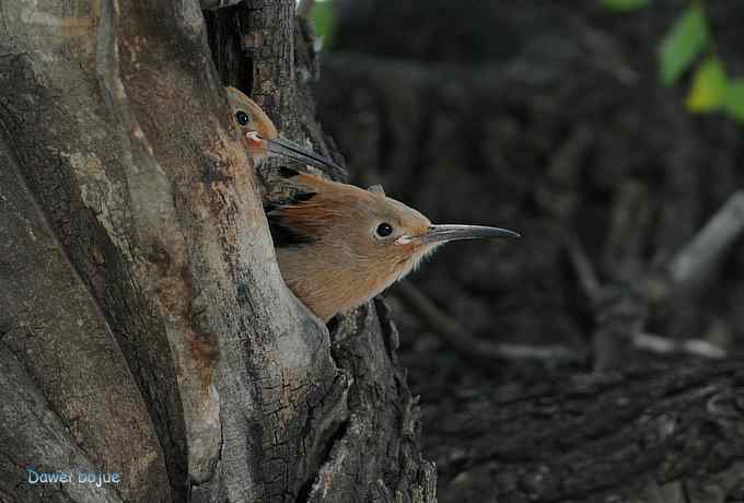 戴胜鈥溞赦澪钩