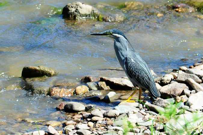 绿鹭的栖息地(密云潮白河畔)