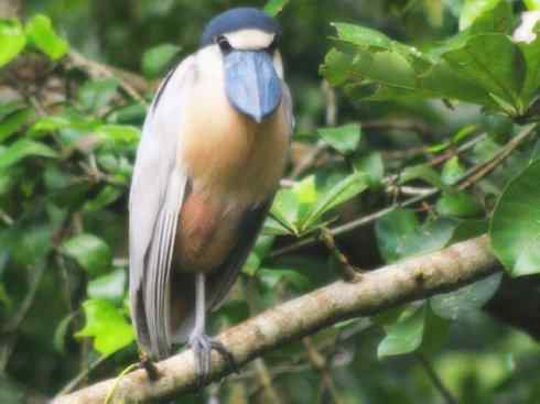 猎奇：奇特的鸟喙之一