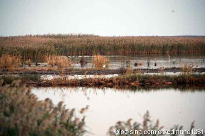 崇明东滩湿地公园十一月鸟况-望远镜打鸟