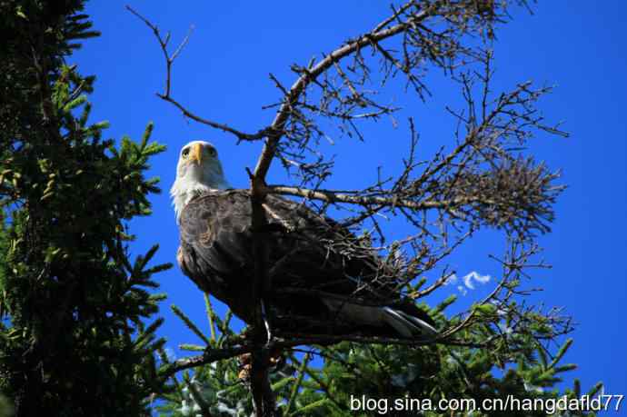 鹰爪之下 wbr焉有完鸟？