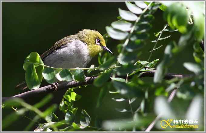 暗绿绣眼一组【照片】