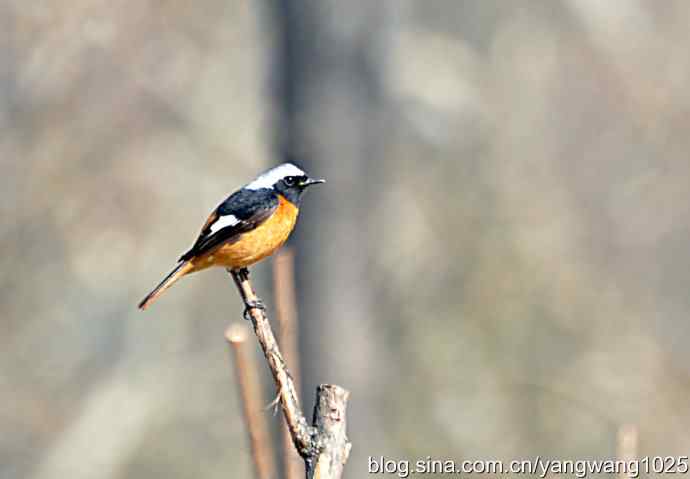 雄性北红尾鸲（随拍）