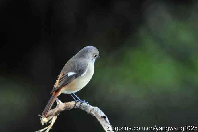 雌性北红尾鸲（秋季）