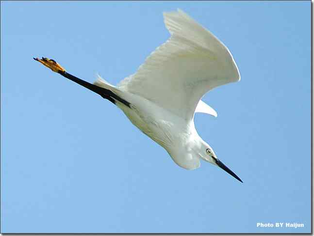 蓝天作秀的鹭鸶