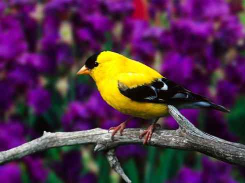 极品红色鸟类：酒红朱雀